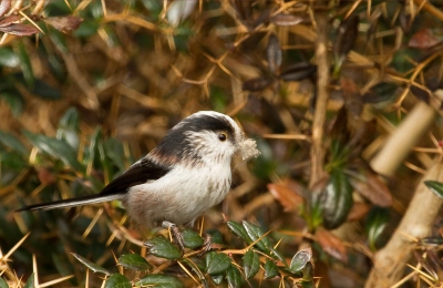 Het wordt lente,gezien deze Staartmees met nestmateriaal in zijn/haar snaveltje.