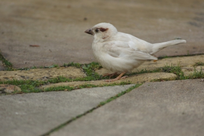 deze witte mus zal ik de komende tijd volgen het is een mannetje hopend dat hij een wit jonkie krijgt dat is tot nu toe niet gelukt ps het is geen albino!