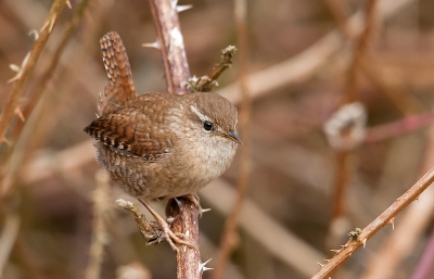 De bramenstruiken beginnen weer te leven,na lang wachten kwam deze winterkoning .
Gr Arie Griffioen.