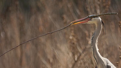 Vanochtend heb een paar uurtjes bij de Reigerkolonie doorgebracht. Op een stuk kaalslag werd vanuit de nesten (hoog in de bomen) in glijvlucht het benodigde nestmateriaal verzameld.
Leuk om te zien als een reiger met een veel te grote tak aan de haal gaat. Lopen lukt nog wel, maar het vliegen wordt wat lastiger. Wanneer hij niet in n keer de hoogte haalde van het nest, werd er ijlings een landingsplaats gekozen midden in een andere boom, om vervolgens de laatste etappe af te leggen.
Bij het landen in een willekeurige boom blijven de vleugels wat onhandig steken tussen de takken.
Ik heb er maar een 3 luik van gemaakt om een beetje een indruk te krijgen.