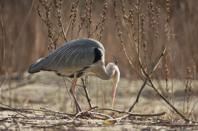 Vanochtend heb een paar uurtjes bij de Reigerkolonie doorgebracht. Op een stuk kaalslag werd vanuit de nesten (hoog in de bomen) in glijvlucht het benodigde nestmateriaal verzameld.
Leuk om te zien als een reiger met een veel te grote tak aan de haal gaat. Lopen lukt nog wel, maar het vliegen wordt wat lastiger. Wanneer hij niet in n keer de hoogte haalde van het nest, werd er ijlings een landingsplaats gekozen midden in een andere boom, om vervolgens de laatste etappe af te leggen.
Bij het landen in een willekeurige boom blijven de vleugels wat onhandig steken tussen de takken.
Ik heb er maar een 3 luik van gemaakt om een beetje een indruk te krijgen.