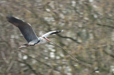 Vanochtend heb een paar uurtjes bij de Reigerkolonie doorgebracht. Op een stuk kaalslag werd vanuit de nesten (hoog in de bomen) in glijvlucht het benodigde nestmateriaal verzameld.
Leuk om te zien als een reiger met een veel te grote tak aan de haal gaat. Lopen lukt nog wel, maar het vliegen wordt wat lastiger. Wanneer hij niet in n keer de hoogte haalde van het nest, werd er ijlings een landingsplaats gekozen midden in een andere boom, om vervolgens de laatste etappe af te leggen.
Bij het landen in een willekeurige boom blijven de vleugels wat onhandig steken tussen de takken.
Ik heb er maar een 3 luik van gemaakt om een beetje een indruk te krijgen.