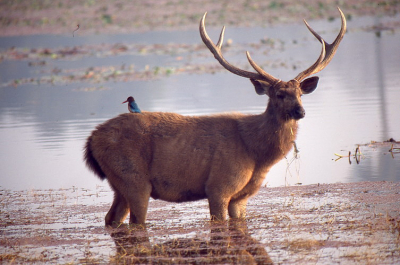 het is een aneloge foto, ijsvogel mooi vissend van de rug van een sambar hert tussen de moerasplanten!