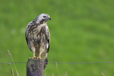 Gisteren even een mazzeltje gehad dat hij poseerde op een paal. Zonnetje kwam er net uit. Ik denk dat het precies het juiste moment op de juiste plaats was.

[Canon 500 F4 + 1.4x TC]