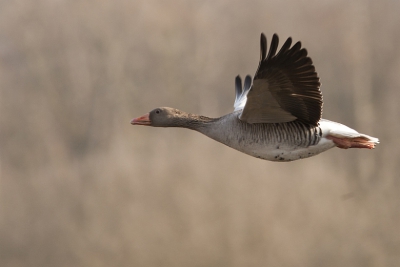 Van morgen even naar de luysen geweest, redelijk veel beweging daar.
Deze grauwe gans kwam mooi langs vliegen.