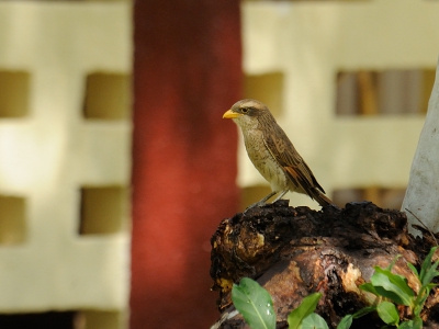 In de tuinen van het Senegambia Hotel zijn veel soorten vogels te vinden, waaronder deze geelsnavelklauwier. Die kon ik vastleggen tegen een aardige achtergrond.
