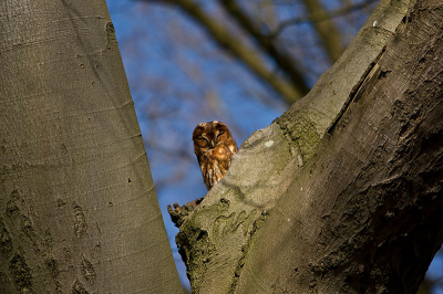 Vandaag even een wandeling gemaakt door een voor mij erg bekend bos. Ik wist dat de bosuil hier ergens zijn nest heeft. Toch is het elke keer zoeken. Uiteindelijk weer gevonden mooi zittend genieten van de zon. Het was druk in het bos en zeer veel mensen lopen niks vermoedend onder de uil door. Ik heb heerlijk genoten van het fotograferen. De uil zat heerlijk duttend te zonnen zonder zich veel van mensen aan te trekken.

Toch heb ik een vraag: Wat zouden jullie doen met de uitsnede? deze foto is het origineel. Niks aan uitgesneden.

groeten Wilco Busstra