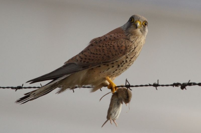 Deze Torenvalk kwam aanvliegen met een muisje tussen zijn poten.Gelukkig besloot hij langs de weg te landen op het prikkeldraad.
Langzaam naderbij gereden en toen deze mooie foto kunnen maken.