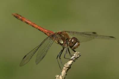De algemeenste libellensoort in onze tuin en over het algemeen vrij goed te benaderen...

Canon 10D, EF 300mm IS f/4 + 1,4 TC + 36mm tussenring  
1/160 sec @ f10, -1 stop, ISO 200, npoot