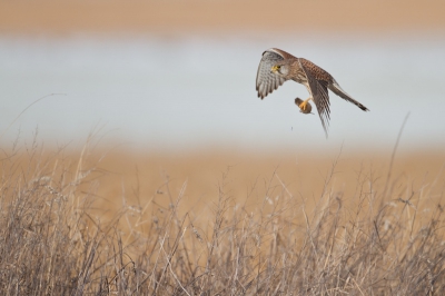 Neveneffect van een gorzen- en kiekenshoot. Torenvalk was immer present boven overblijvend graanakkertje - de vogel na een duik even in het oog houden kan lonen.