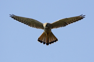 voto gemaakt in een open veld, zonnig, torenvalk bleef recht boven de lens hangen, tot nu mijn beste toren valk prestatie. ik ben beginnend amateur fotograaf, en opmerkingen zijn welkom!