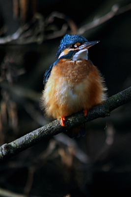 ijsvogelvrouwtje na een duik. Vond de donsveren erg mooi uitkomen.
