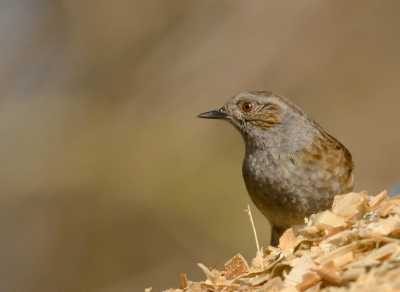 Gisteren een heerlijke dag in de natuur doorgebracht. Ook even naar mijn vogelstekkie in Leusden geweest waar ik veel ringmussen, merels en vinken heb gezien. Ook heel even deze heggenmus die net achter een hoop snijmais vandaan kwam.