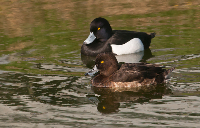 Vandaag nog even de polder in geweest.kwam deze kuifeenden tegen. Je kunt echt al merken dat de eenden elkaar opzoeken om te paren,de lente komt ik ben er klaar voor.
Oja jullie commentaar is van harte welkom het is een beetje stil de laatste tijd op mijn foto's.
Gr Arie Griffioen.