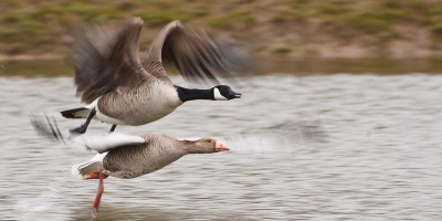 deze grauwe gans was in een vlucht samen met een canadese gans. vond het een leuk moment om ze samen te zien vliegen met zijn 2e. vlak voor de hut langs.