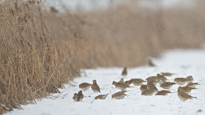Als het hard sneeuwt komen zelfs de leeuweriken naar het overblijvend graan van de Natuurpunt-akkerreservaatjes toe. Ze plukken er de aren uit en peuteren de graantjes eruit in open veld - ze houden er nu eenmaal niet van om in het ondoordringbare 'kruid' te kruipen. 

Ondanks de activiteit van een hele bende veldleeuweriken trekt in dit plaatje n andere vogel de aandacht naar zich toe - hij lijkt hier toe te kijken zonder deel te nemen. Het is voor deze soort dat deze akkerreservaten eigenlijk aangelegd werden.