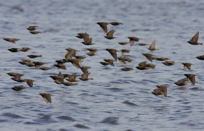 Buiten het broedseizoen zie je overdag in de polders groepjes Spreeuwen de weilanden afstropen, Deze groep vloog als een speer over een open water  en savonds verzamelen die groepjes zich tot n grote zwerm, maar die is voor de volgende foto.