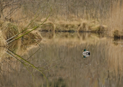 Gisteren een heerlijke dag in de ZB. Deze eend zwom vrij ver weg. Meestal loop je (ik tenminste) hieraan voorbij. Maar deze keer ging ik er een tijdje bij zitten. Hij zat er prachtig in z'n habitat. Net zolang gewacht totdat hij een mooie houding aan nam. Hij springt er m.i. moor uit met z'n groene kop.