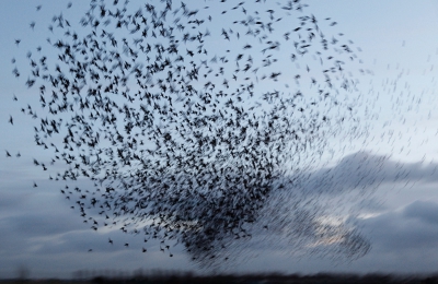 En dit is de volgende foto, de kleine groepjes zijn savonds n grote zwerm geworden en voor ze gaan slapen maken ze soms bijzondere vluchten en zeker als ze opgejaagd worden door roofvogels, met een langzame tijd krijg je beweging in de foto.