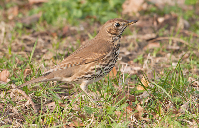 Deze zanglijster kwam naar voedsel zoeken in het gras.
Ik heb 3 foto's kunnen maken,wat zijn ze schuw.
Gr Arie Griffioen.