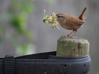 Dit vogeltje had het wel heel druk en had weinig oog voor de camera.