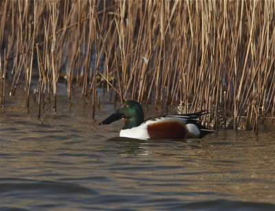 Deze twee slobeenden waren lekker aan het slobberen tussen het riet, deden dus hun naam eer aan. Mooi weer, vanaf rijstzak uit een vogelhut.