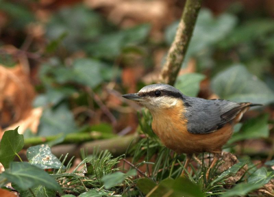 Mijn eerste foto hier op birdpix. Deze boomklever zocht nestmateriaal op de grond en vloog naar het nest. Snel in de bosjes gekropen en binnen 2 minuten kwam hij weer terug.