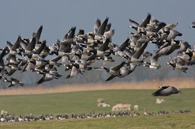 Hier in de polders zijn nog grote groepen ganzen aanwezig, deze groep was aan het grazen op een dijk in de polder Groot Mijdrecht, maar werd gestoord door een wandelaar die daar met een loslopende hond liep.
De andere groep in de achtergrond bleef wel zitten.