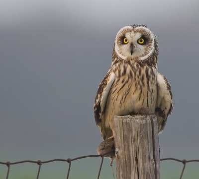 De ene naar de andere velduil komt voorbij, de ene nog mooier dan de andere maar nagenoeg allemaal droom platen. Misschien zijn we de foto's van deze prachtige vogel wel moe. Tocht nog een uploaden omdat het zo een mooie soort is om te fotograferen. Deze met een zonet gevangen muis.