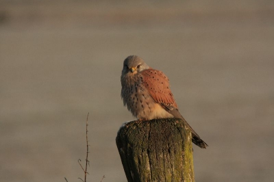Tijdens een mistige koude morgen had ik de mazzel dat ik hem ontmoette. Ik kon hem naderen tot op zijn 10 meter en hem zo'n 5 minuten lang bewonderen & vastleggen