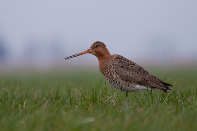 Het is weer lente, dus we kunnen weer zonder longontsteking op te lopen plat op de buik met de lens op de rijstzak voor de lage standpunten. Vanmiddag lag ik plat langs de Geerweg in de Alblasserwaard om deze Grutto vast te leggen. Voor de mooiste weidevogel van NL heb ik dit graag over. Hij probeerde zachtjes iets tegen me te zeggen, maar wat?