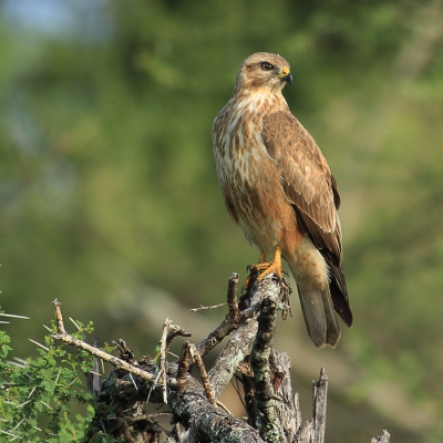 Deze prachtige Steppebuizerd nu voor de 2de keer gezien deze vind ik wel mooier dan mijn vorige upload van 2010 
http://www.birdpix.nl/album_page.php?pic_id=224979
Voor meer vogel van Zuid-Afrika zie mijn website
www.worldnature-photos.com