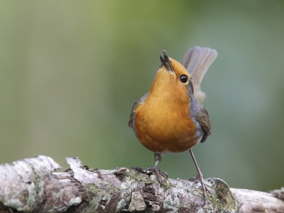 Eindelijk weer eens tijd gehad om foto's te maken. Gelukkig is het voorjaar in aantocht en begint het allemaal weer wat vriendelijker uit te zien. De zingende vogels maken het nog leuker.