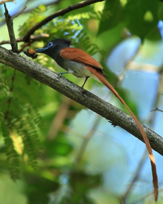 Deze zeer fraaie vogel is in februari volop aanwezig in KNP. Ik heb ze ca. 15 keer waargenomen alleen zijn ze razend snel en lastig vast te leggen.
zie voor meer wildlife Krugerpark
www.worldnature-photos.com