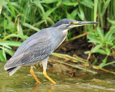 Deze kleine reiger stond op een plek waar we met de auto door het ondiepe water moesten rijden , tijdens het voorbij rijden bleef de reiger op een meter van de auto staan wat voor mij een teken was dat niet snel zou weg vliegen. En dat klopte heb er een aantal bijzondere plaatjes van kunnen maken waaronder deze . Zie  voor meer www.worldnature-photos.com
http://www.flickr.com/photos/67104876@N02/