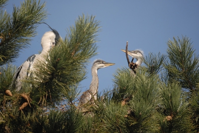 Minstens twee jonge reigers, die er al behoorlijk groot uitzien. Of ze geboren zijn terwijl het vroor, of als eitje de discussie over een mogelijke Elfstedentocht hebben moeten volgen weet ik niet.