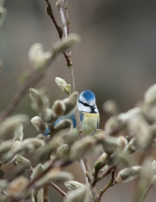 deze pimpel zat mooi bij ons in de tuin. leuk hoe die achter de struiken kijkt
