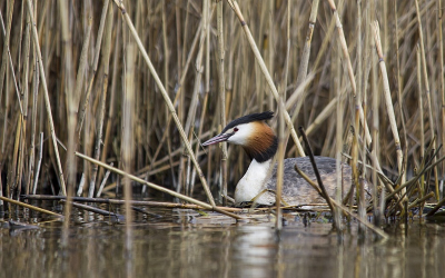 Ik kwam deze fuut tegen en hij was druk met zijn partner aan het zoeken naar riet voor zijn nest.