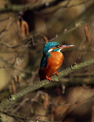 ijsvogelvrouwtje in de zon. gefotografeerd vanuit schuiltent uit de hand met telezoom 150-500mmsigma.
De eigenwijze blik blijft boeien, natuur op z'n mooist.