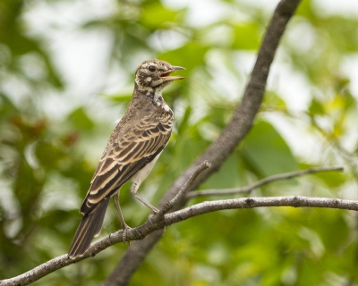 Deze vogel 2x gezien maar dit pas bij het terug zien van de foto's geconstateerd. Er zijn zoveel soorten Larken dat ze in de snelheid ter plaatse bijna niet van elkaar te onderscheiden zijn. Verder volgens mij de een primeur op BP 
Zie voor meer www.worldnature-photos.com