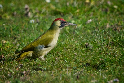 Gisteren kwam ik deze Groene Specht tegen, het eerste wat ik  dacht - kijkend naar de poten - is "H, een Ruigpootspecht" - mijn fantasie ging weer eens met me op de loop ;-). In elk geval was ik wel blij met deze lastige soort!