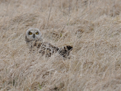 HEEL ERG BLIJ! met deze foto. Tijdens ons weekendje weg in Oostvoorne de vrijdag naar Zeeland gereden om velduilen te zien en hopelijk te fotograferen. Omdat ze ook wel in de middag werden gespot zijn we op tijd heen gegaan. Geen uil gezien en dan zie je 's avonds op BP wel foto's van velduilen gemaakt op dezefde dag, zelfde locatie. Zaterdag weer geprobeerd, weer niks. Eten in de buurt en toch nog weer even langs rijden. Het was inmiddels 18.30u en eindelijk zagen we 3 velduilen jagen. Geweldig mooi gezicht, met slecht 4 toeschouwers. Vlak voor ons landde deze velduil met muis die hem later afhandig werd gemaakt door een torenvalk. 
Het is de zoveelste velduil, maar voor mij heel waardevol.