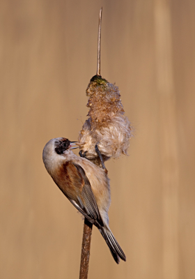 Gisteren de buidelmees mogen fotograferen in prachtig licht. 's morgens vroeg zat dit prachtige kleine vogeltje rupsjes te eten op een sigaar. komisch om te zien dat ze de sigaar beetje bij beetje "pellen" om deze kleine rupsjes of maden te vinden.