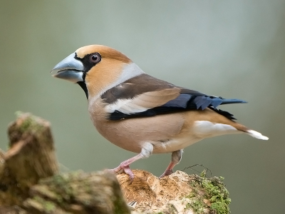 De Appelvink kwam op bezoek bij een boshut. Ik had hem al lang op mijn "verlanglijstje" staan. Hij liet zich goed op de foto zetten. 

Meer op www.digitaalgeschoten.nl