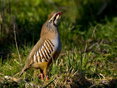 Het was nog heel lastig om deze Patrijs vastte leggen want in het open veld rent hij en alleen in de dekking staat hij stil. Het moment dat hij ging roepen gaf de gelegenheid om een foto te maken.