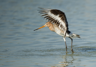 Vandaag afgesproken om  watervogels te fotograferen.
Grutto,s scholeksters, wulpen een  en wat al niet meer.
vanuit een lekker laag standpunt. heb een pracht middag gehad.
Hans nog bedankt.