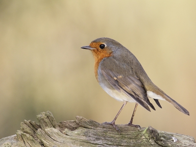 Roodborsten mogen dan als tamme vogels gezien worden, bij ons zijn ze schuw. Bij de minste onraad vluchten ze weg. Ben dus ook blij dat deze zo vriendelijk was te blijven zitten bij het klikken van de sluiter. Wel alert trouwens. Ben zelf te preken over de lichtval en de kleuren.