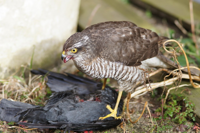 deze sperwer had een kauw te grazen,en zorgde voor veel paniek in de buurt,op verzoek andere foto geplaatst!