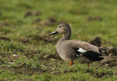 Deze krakeend kon ik vanuit het autoraampje vastleggen aan het einde van een succesvolle vogelactie, bleef lekker dichtbij zitten.