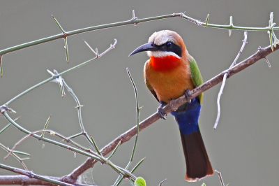 Deze foto is genomen in het zogenaamde Pafuri gbied helemaal in het noorden van het Krugerpark. Langs de rivier de Luvuvhu zit en kolonie bijeneters.